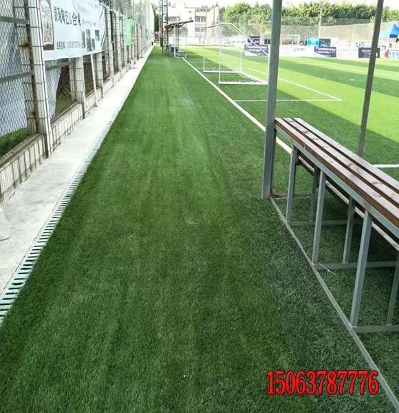 適合邊坡草籽高羊茅發芽率好的供應商