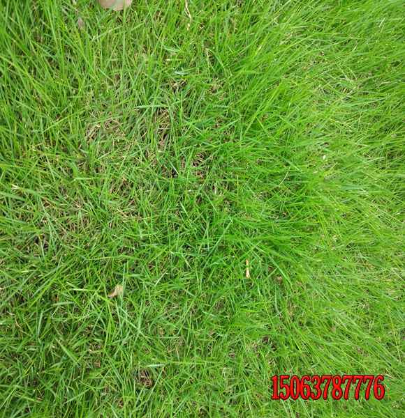 河道邊坡專用黑麥草質量好的多少錢一斤