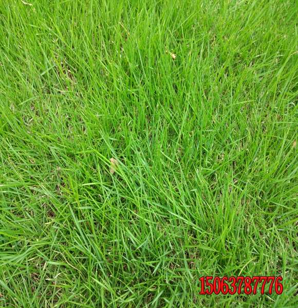 河道邊坡專用黑麥草質量好的多少錢一斤