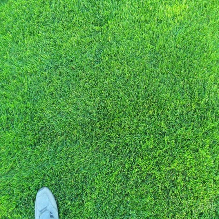 怎么確定草坪的修剪時間和次數？