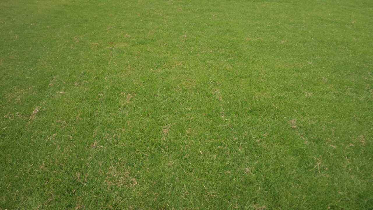 草坪的修剪高度怎么把握？