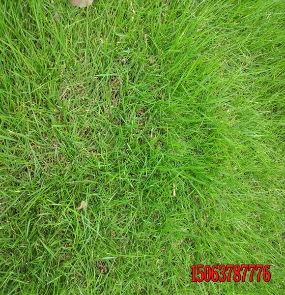 草坪的修剪質量