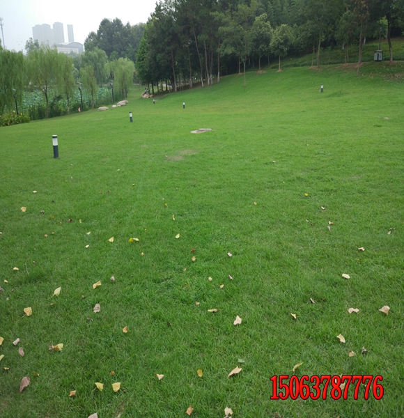 修剪掉的草屑怎么處理？   