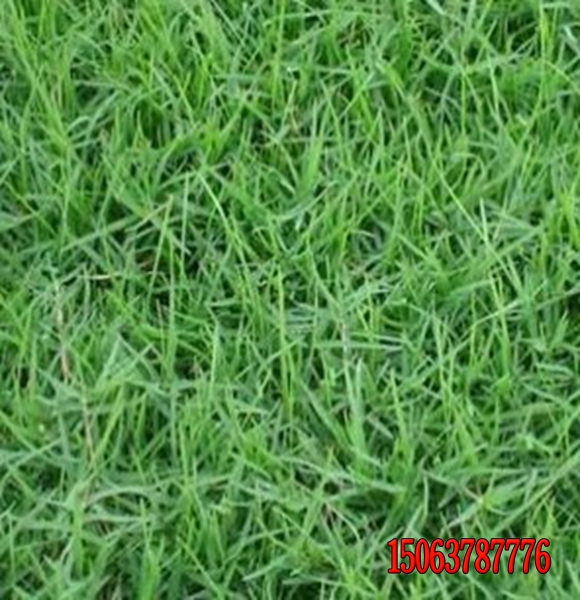貴州適合種植什么樣的草坪?