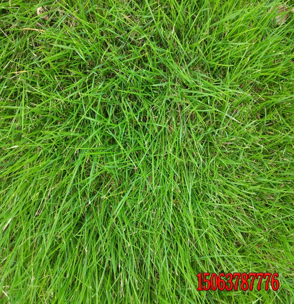 貴州適合種植什么樣的草坪?