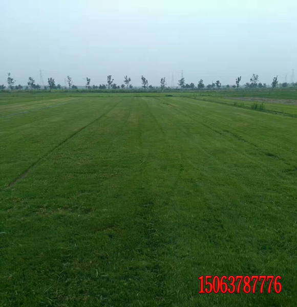 貴州適合種植什么樣的草坪?