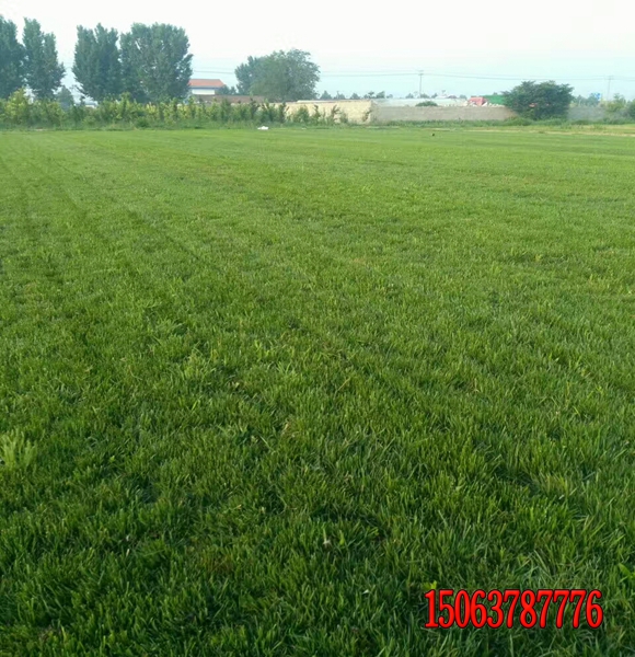 給草坪施肥的具體方法有哪些？