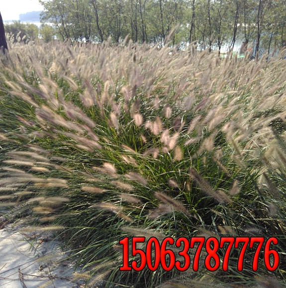 湖北可以種植哪種護坡草種？