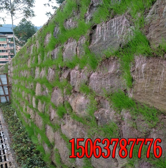 廣東用什么樣的護坡草種好？