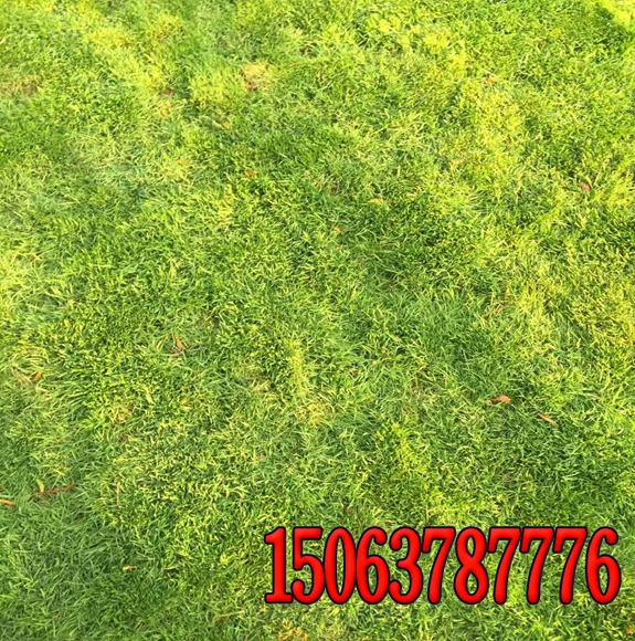 體育場草坪用什么草種？