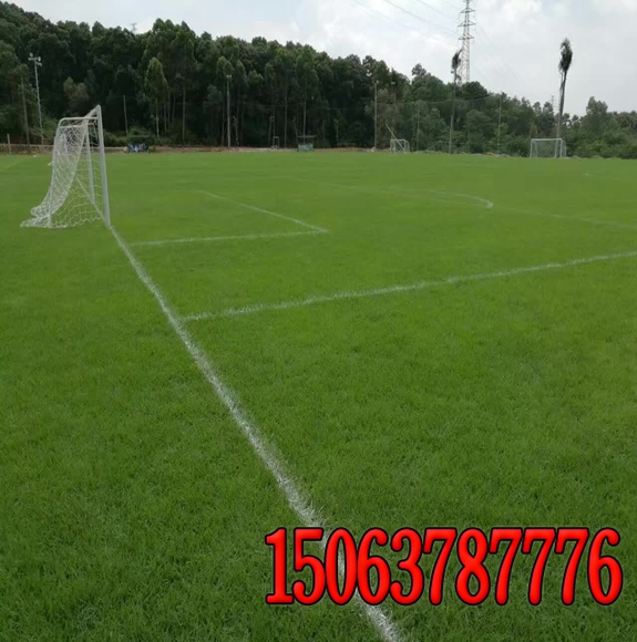 狗牙根可以做體育場草坪嗎？