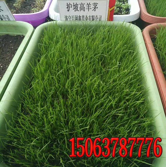 怎么能買到優質的黑麥草種子？