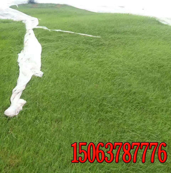 不同類型草坪的雜草綜合防治