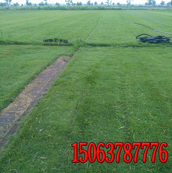 種子播種建植的草坪除草劑的施用方法