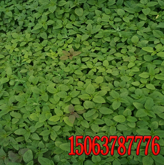 成熟草坪除草劑的施用
