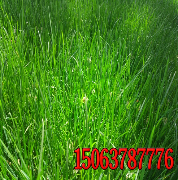 不同類型草坪的栽培管理方案