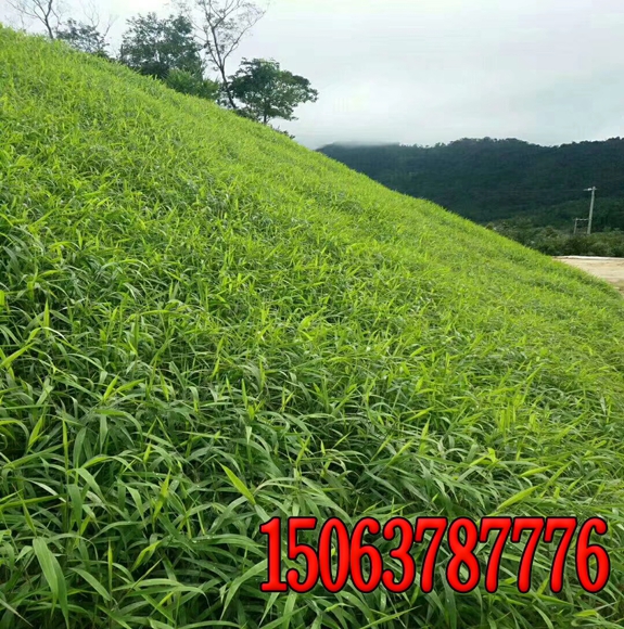 公園草坪管理方法