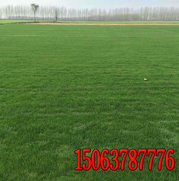 體育場草坪管理措施