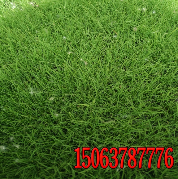 護坡草坪建植特點