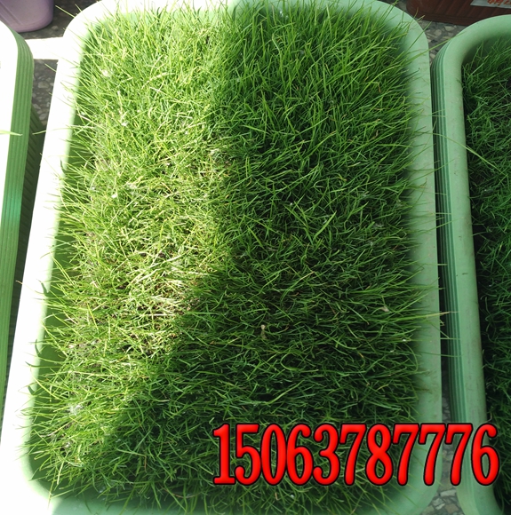 草坪除草方法及經驗技巧
