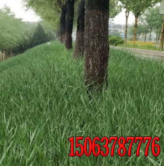 除草劑使用方法