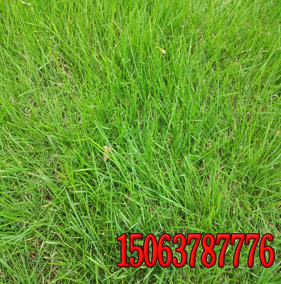 常用草坪除草劑及應用