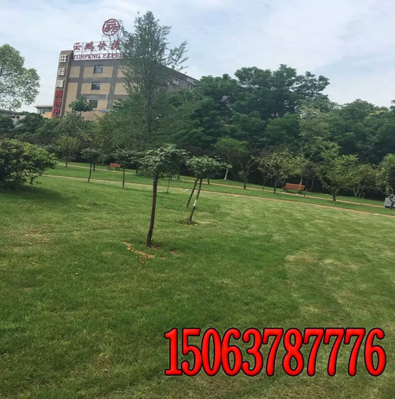 常用草坪除草劑及應用