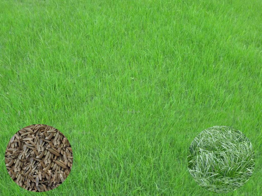 多年生黑麥草草坪的種植經驗