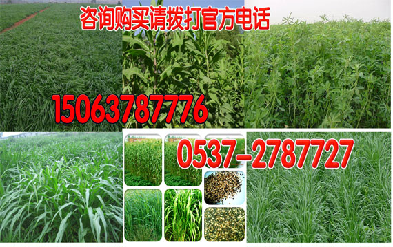牧草種子有哪些？