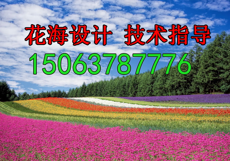 萬壽菊栽培時的注意事項有哪些?