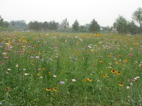 野花組合的種植經驗及養護管理