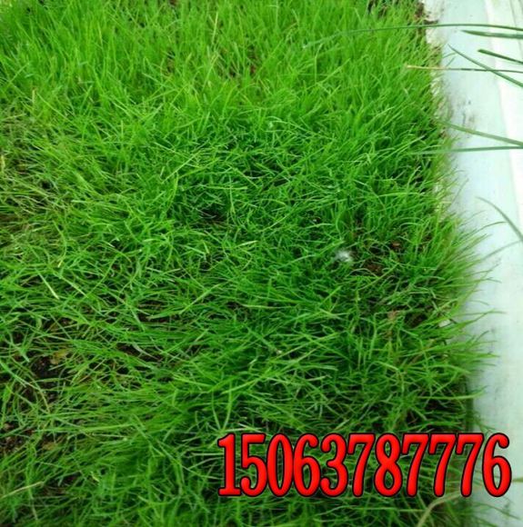 南方護坡種植什么草籽最好？