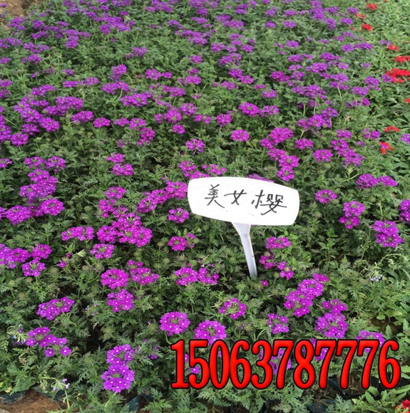 綠地土壤的肥力特征類型---干燥和潮濕