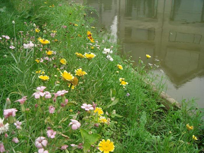 如何在夏季管理公園綠地？