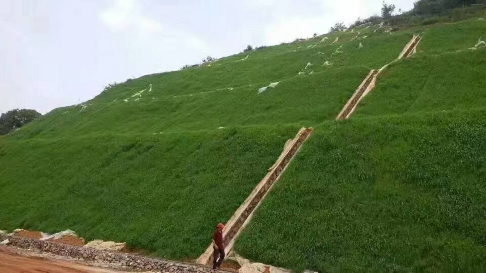 狗牙根是什么？