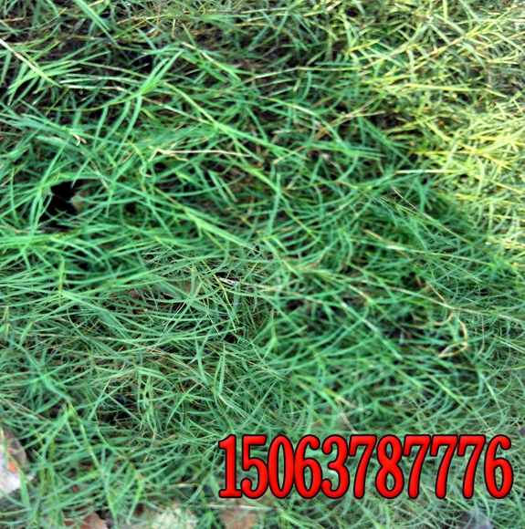 云南綠化護坡草坪的建植方法
