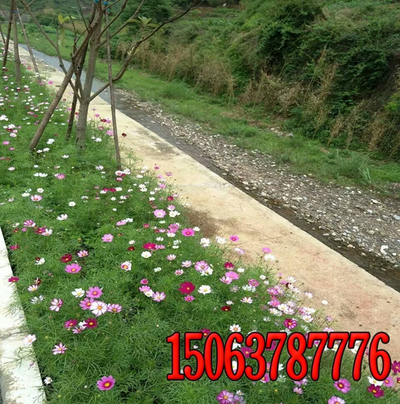 公路邊坡護坡綠化草種價格