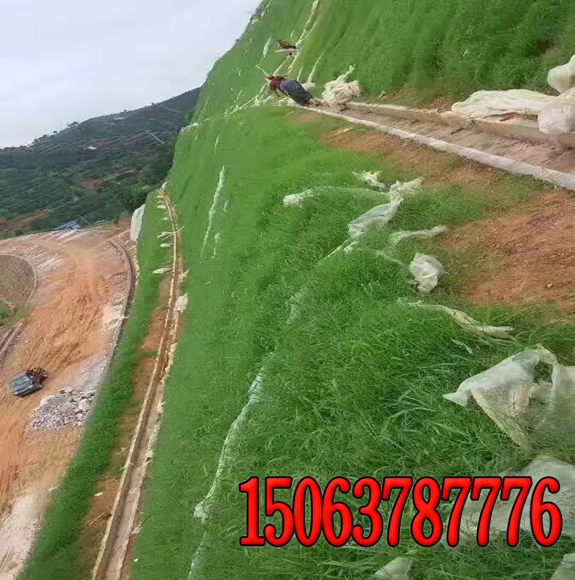 高速公路護坡用什么草籽最好？