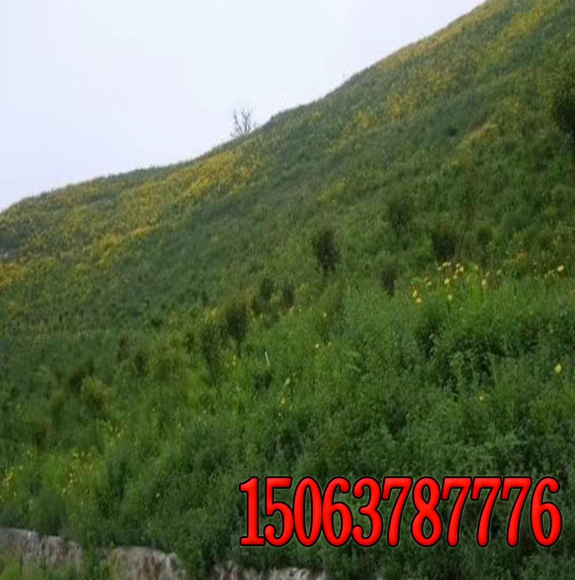 南方常見的護坡草籽有哪些