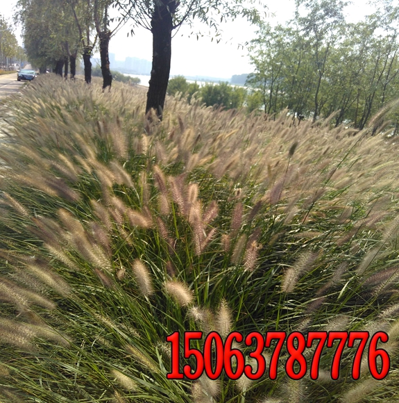 河岸護坡種植什么草籽好？
