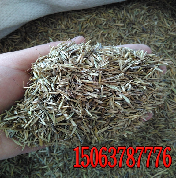 一畝地種多少斤黑麥草種子？