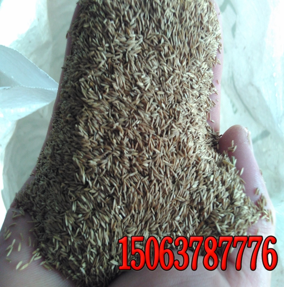 黑麥草種子多少天才發芽？