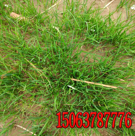 黑麥草種子多少天才發芽？