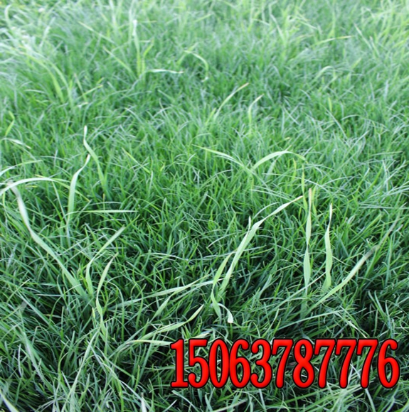 黑麥草種子多少天才發芽？