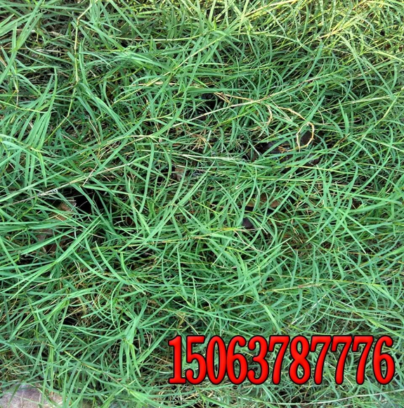 綠化草種結縷草籽