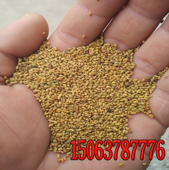 綠化草坪種子什么溫度適合發芽及發芽后養護