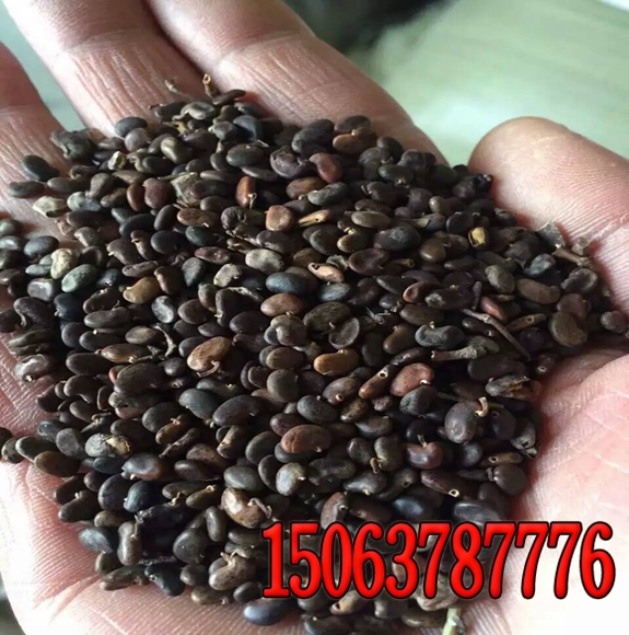 高速斜坡綠化草籽多少錢可以買到？