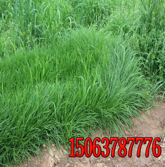 除了草坪還可以種植什么堤壩護坡？