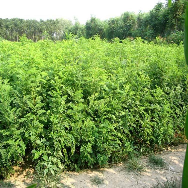 護坡灌木種子有哪些品種？