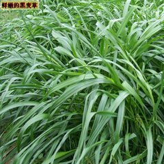 西藏有哪些牧草品種可以種植？